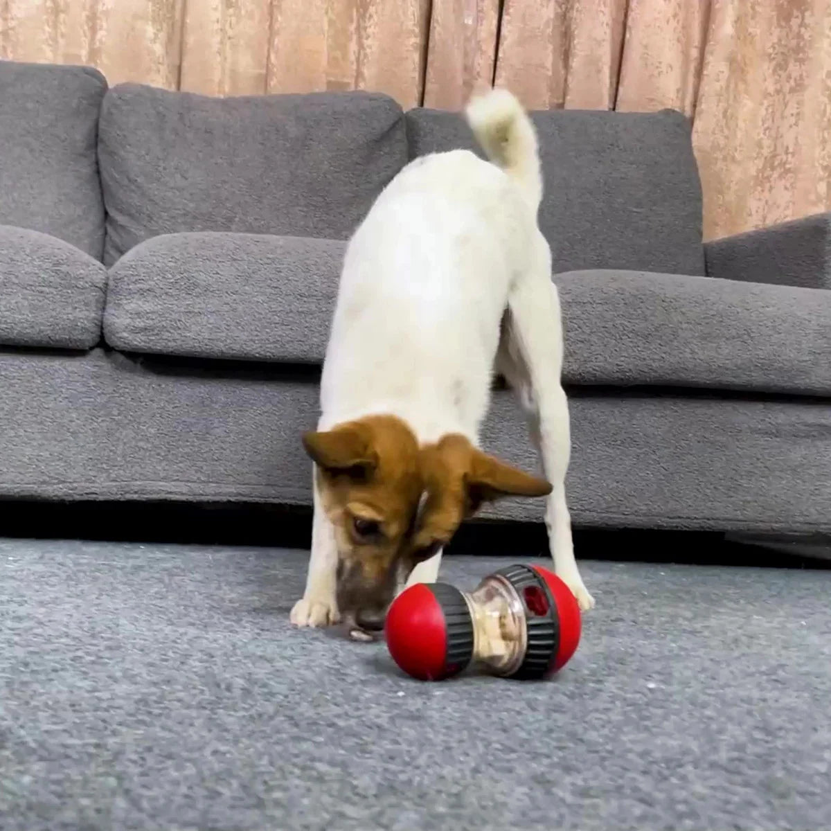TreatTumbler IQ Ball